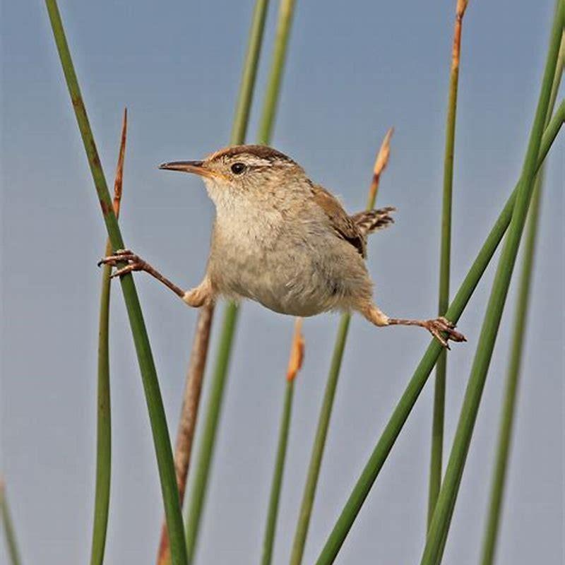 Are marsh wren endangered?