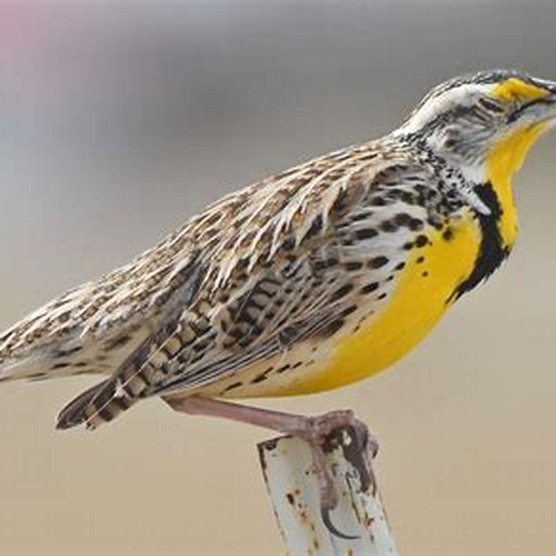 Are meadowlarks carnivores?