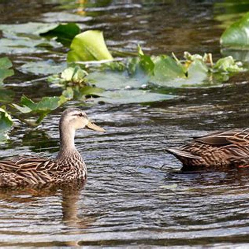 Are mottled ducks rare?