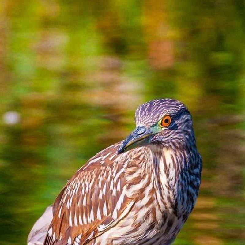 Are Night-Herons carnivores?