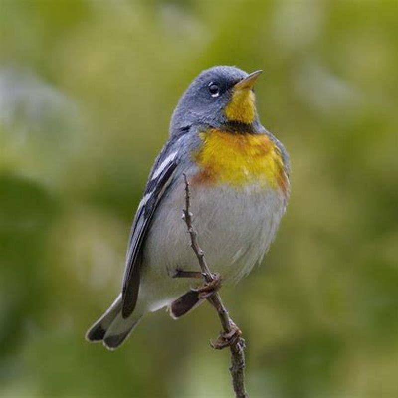 Are northern parula endangered?