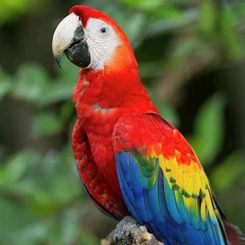 Are parrots and macaws related?