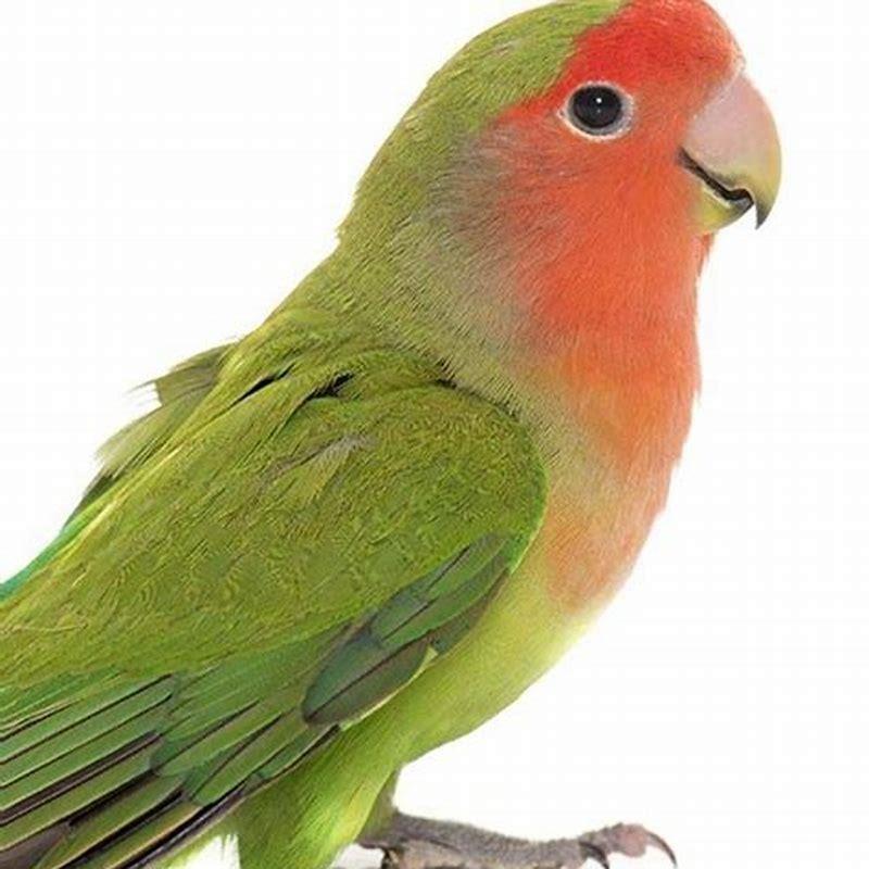 Are peach-faced lovebirds friendly?