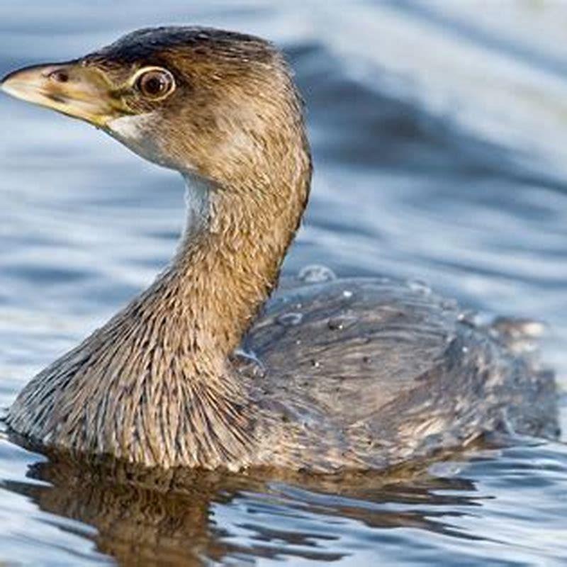 Are Pied-billed Grebe rare? - DIY Seattle