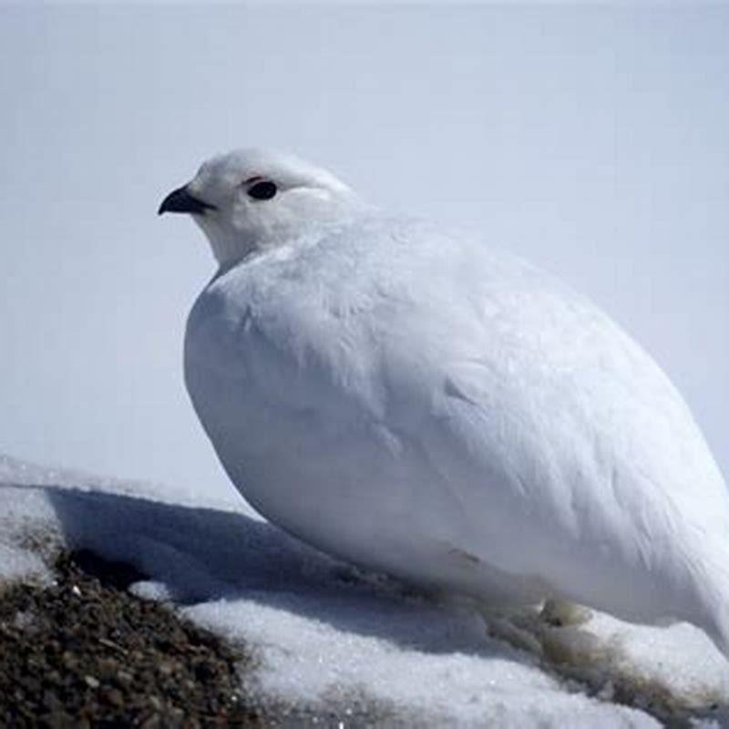 Are ptarmigans carnivores?