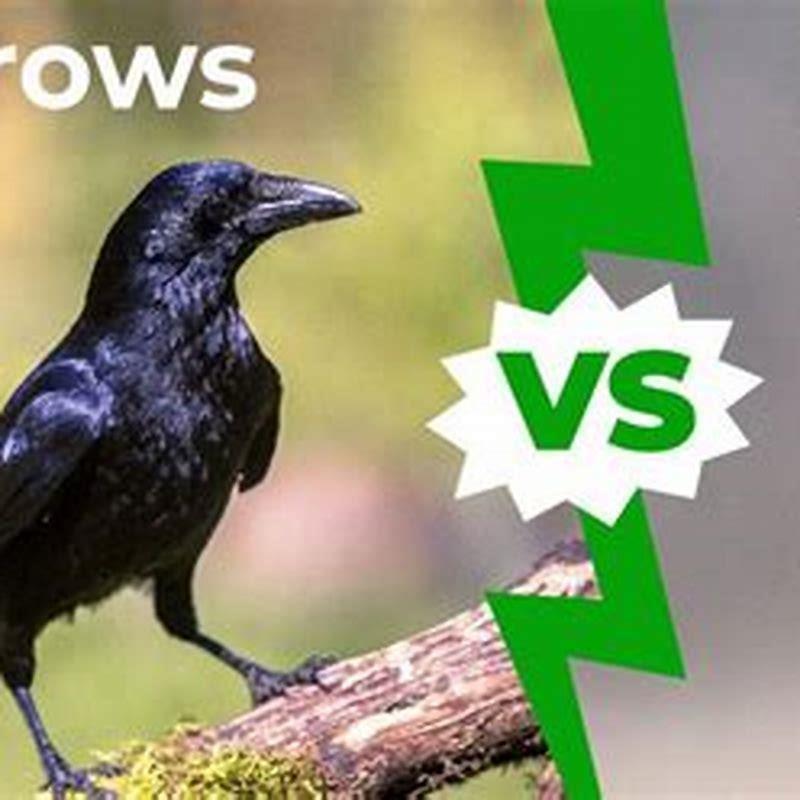 Are ravens and crows the same?