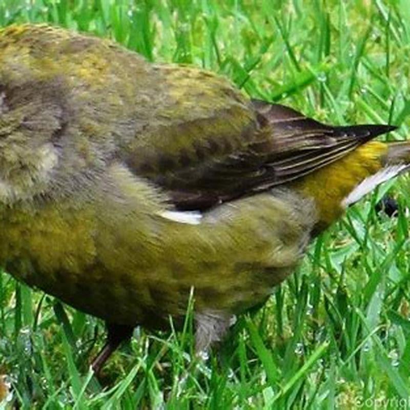 Are Red Crossbills rare?