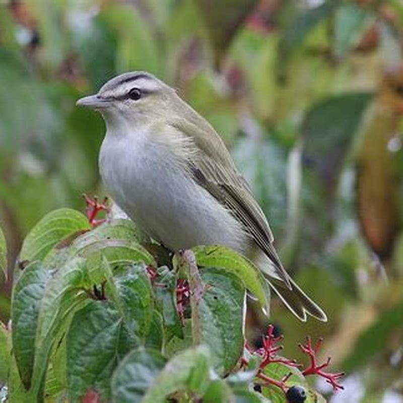Are red-eyed birds rare?