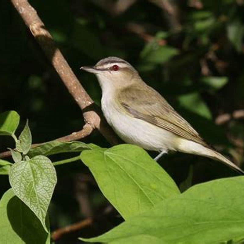 Are Red-eyed Vireo endangered?