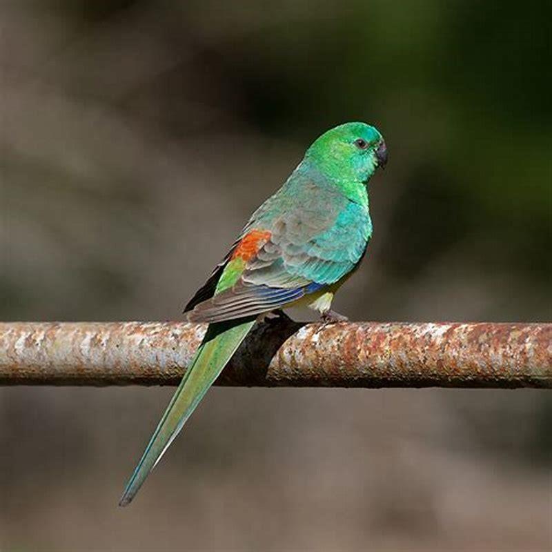 Are red rump parakeets good pets?