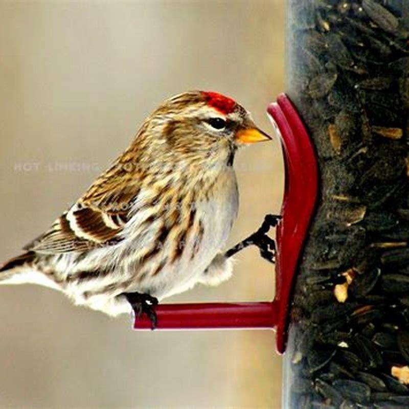 Are redpolls ground feeders?
