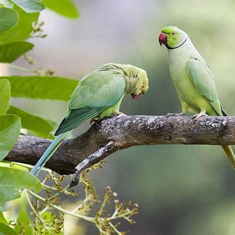 Are rose-ringed parakeets good pets?