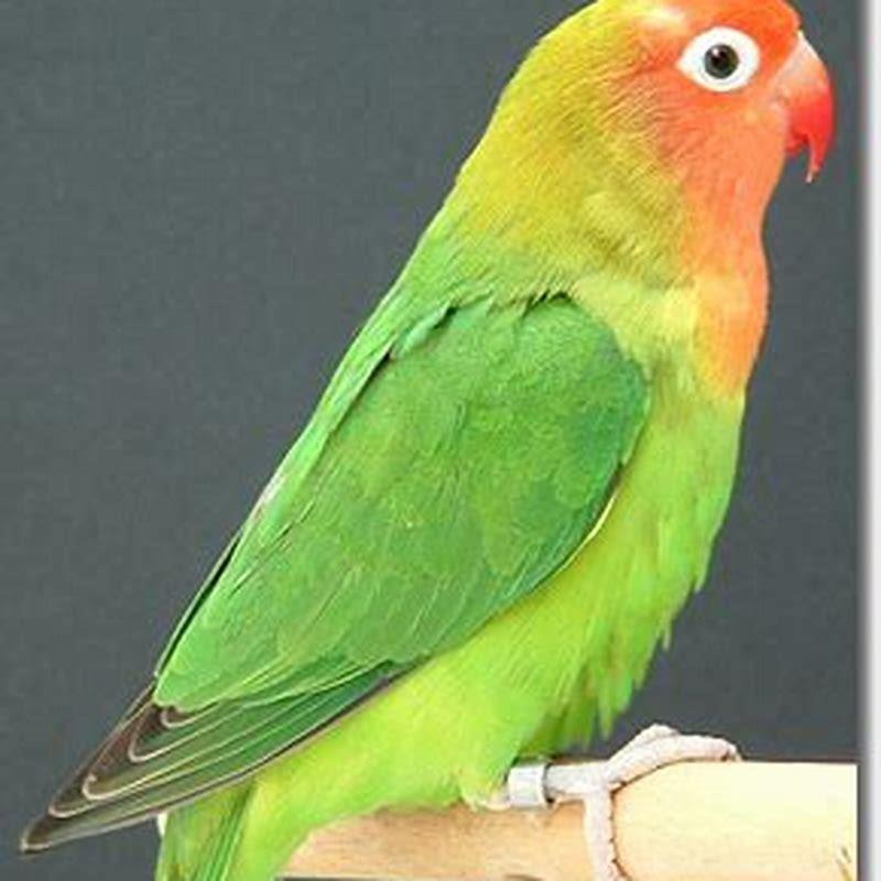 Are rosy faced lovebirds good for beginners?
