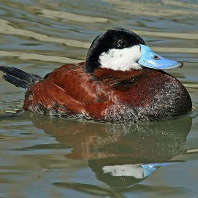 Are ruddy ducks divers?