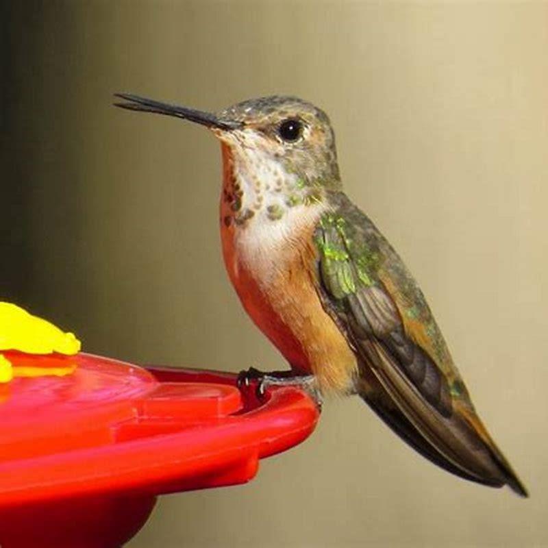 are-rufous-hummingbirds-rare-diy-seattle