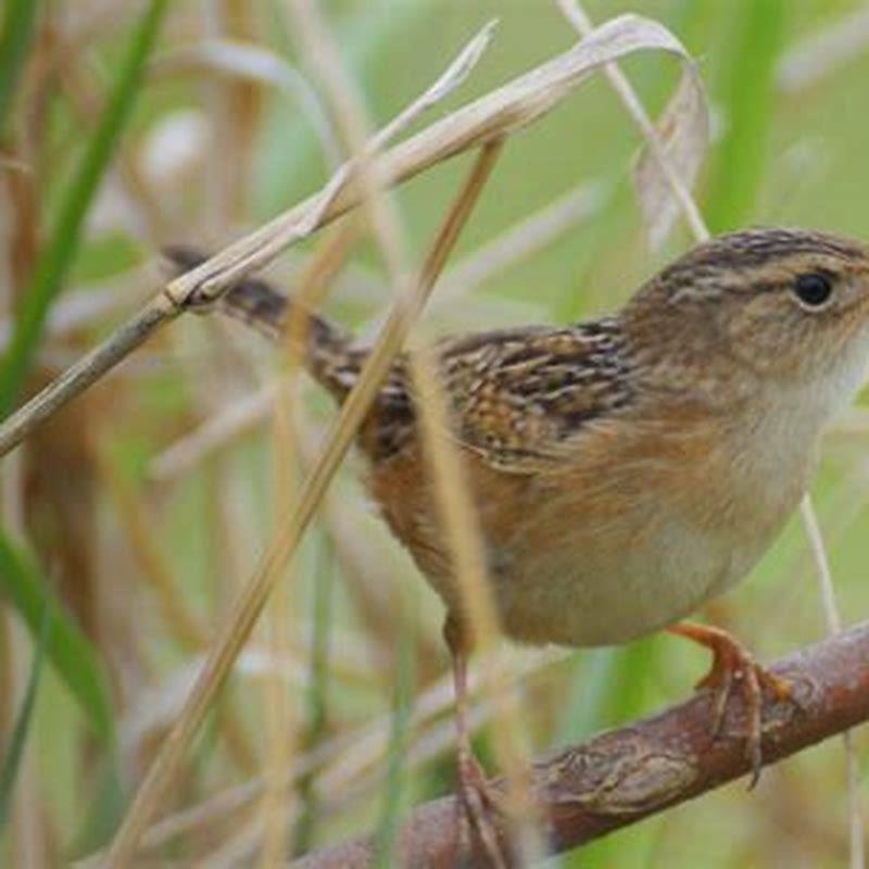 Are sedge wren endangered?