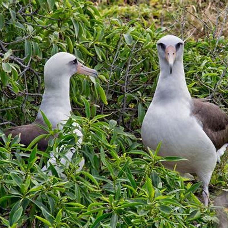 are-shearwaters-native-to-hawaii-diy-seattle