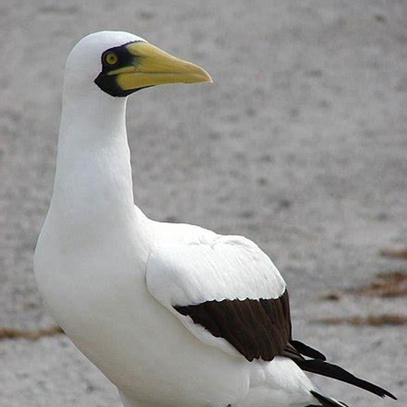 Are there booby birds in Australia?