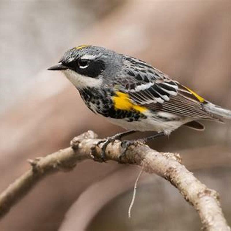 Are there Warblers in Canada?