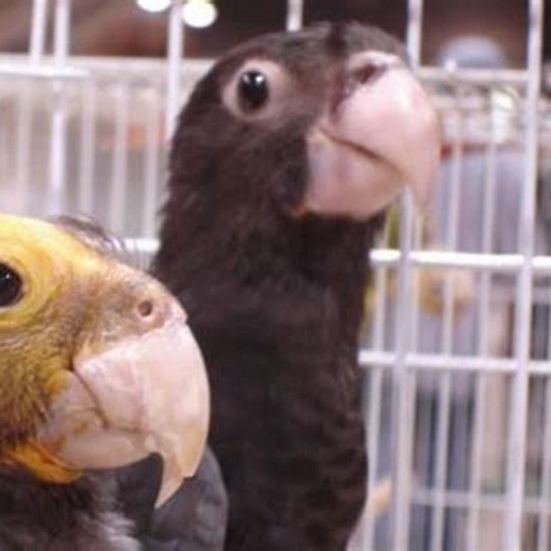 Are Vasa parrots endangered?