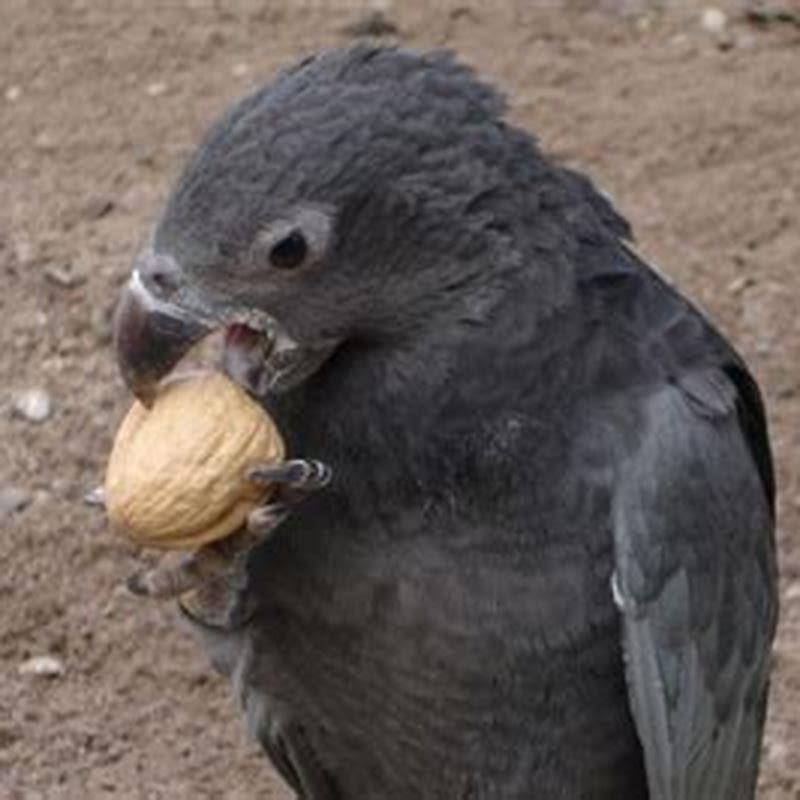 Are Vasa parrots good pets?