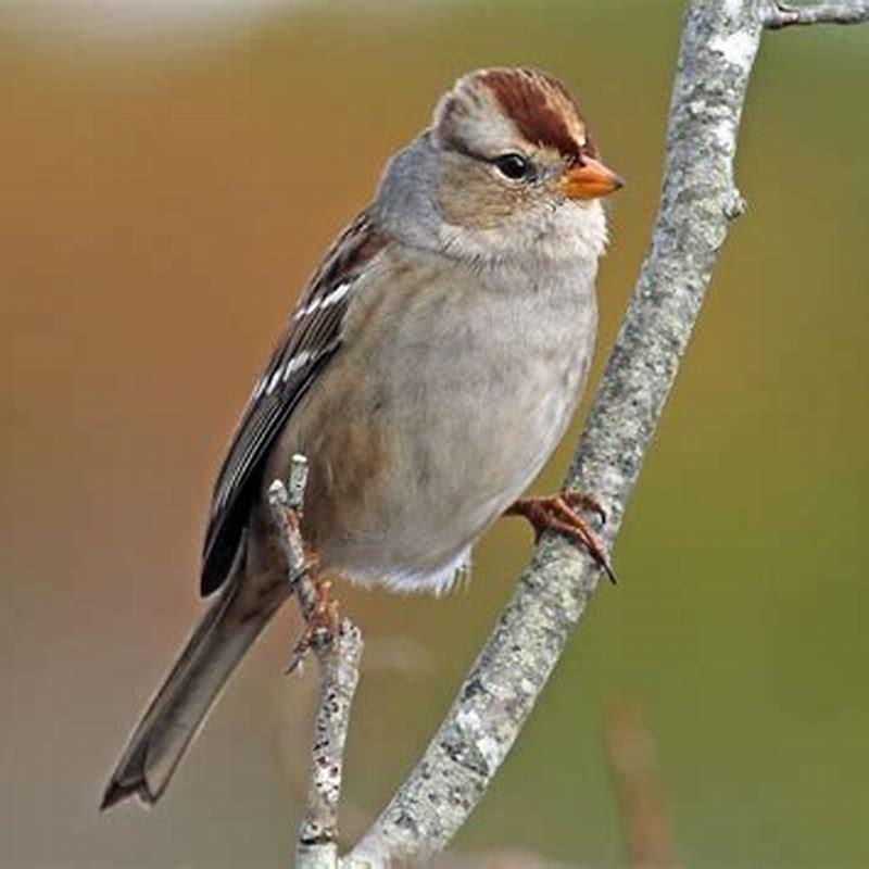 Are White-crowned Sparrows pests?