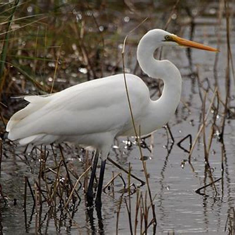 Are white herons and egrets the same?