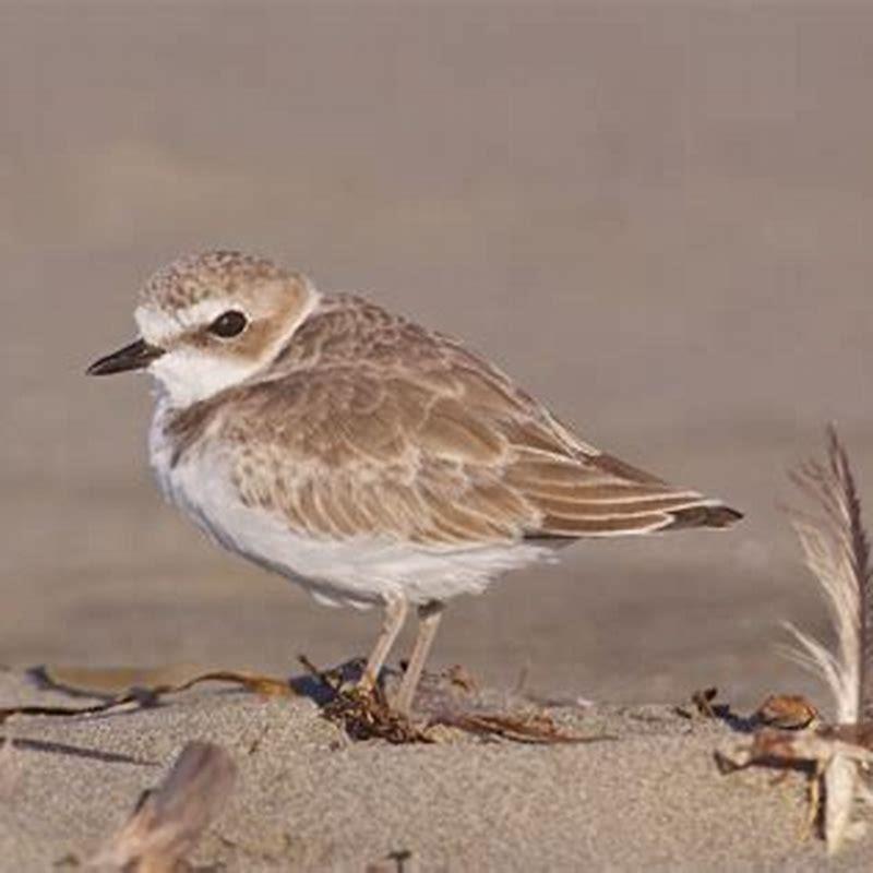 Are Wilson’s plovers endangered?