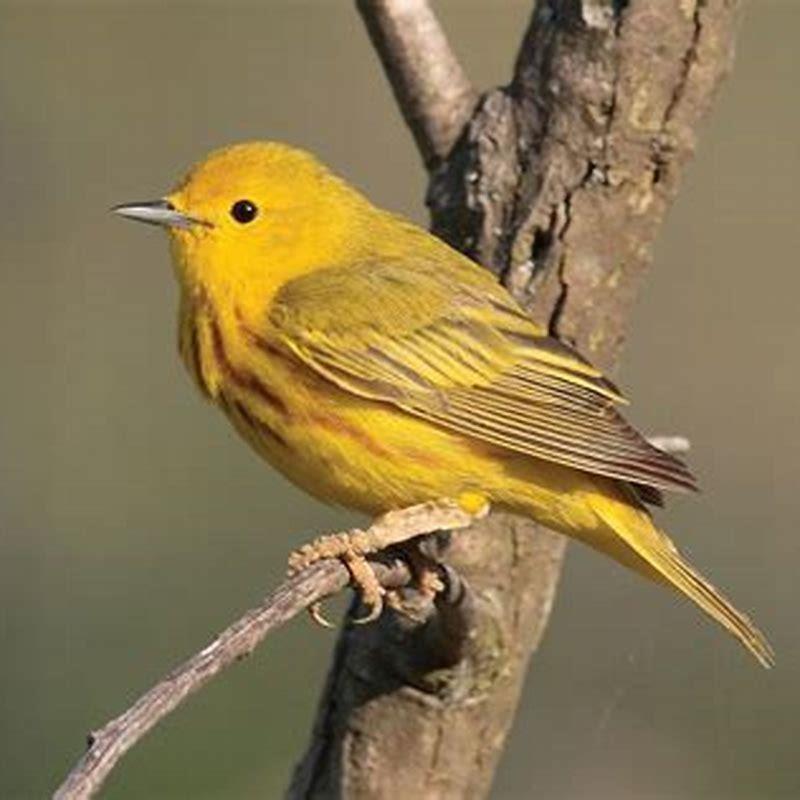 Are wood warblers common?