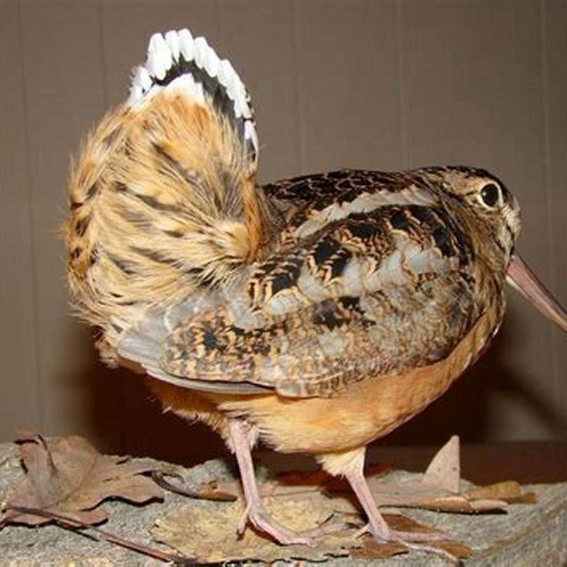 Are woodcock good to eat?