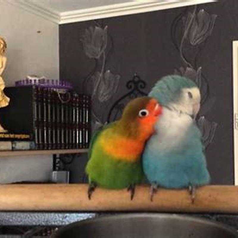 At what age do love birds die?