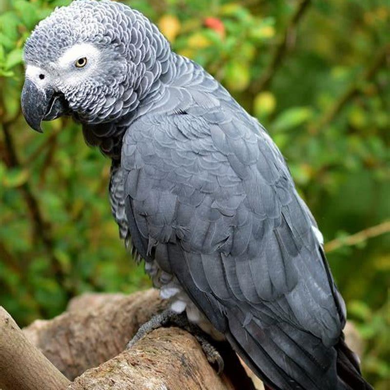 Can African Grey Parrot talk?