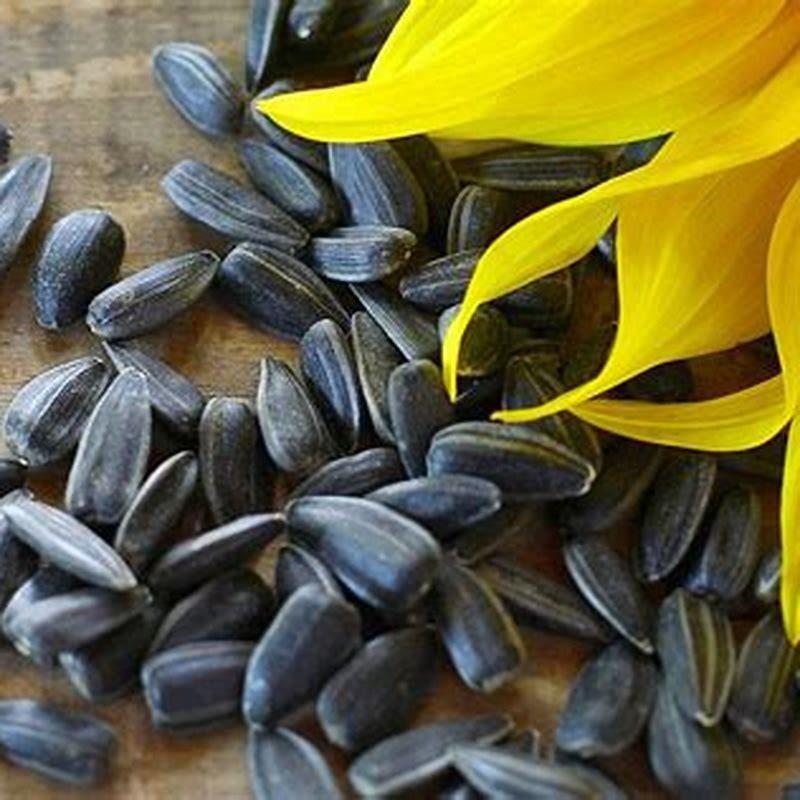 Can all birds eat black oil sunflower seeds?
