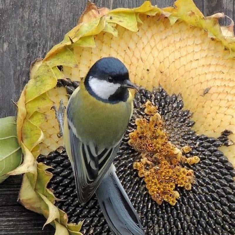 Can birds eat whole sunflower seeds?