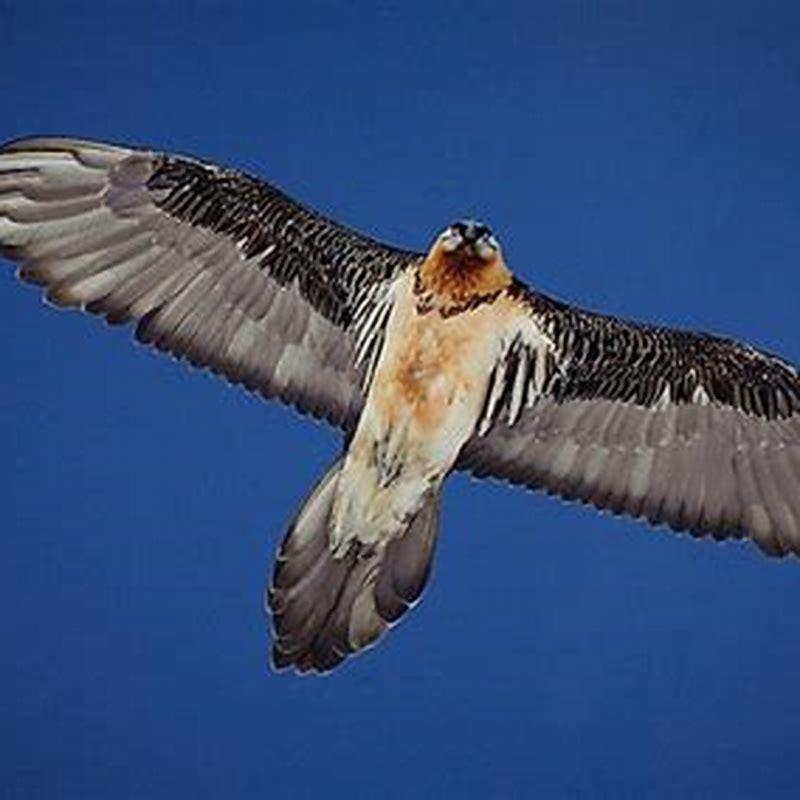 Can birds fly very high?