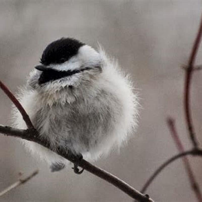 Can birds handle cold weather?