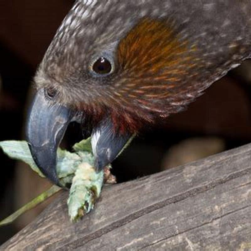 Can birds have human food?