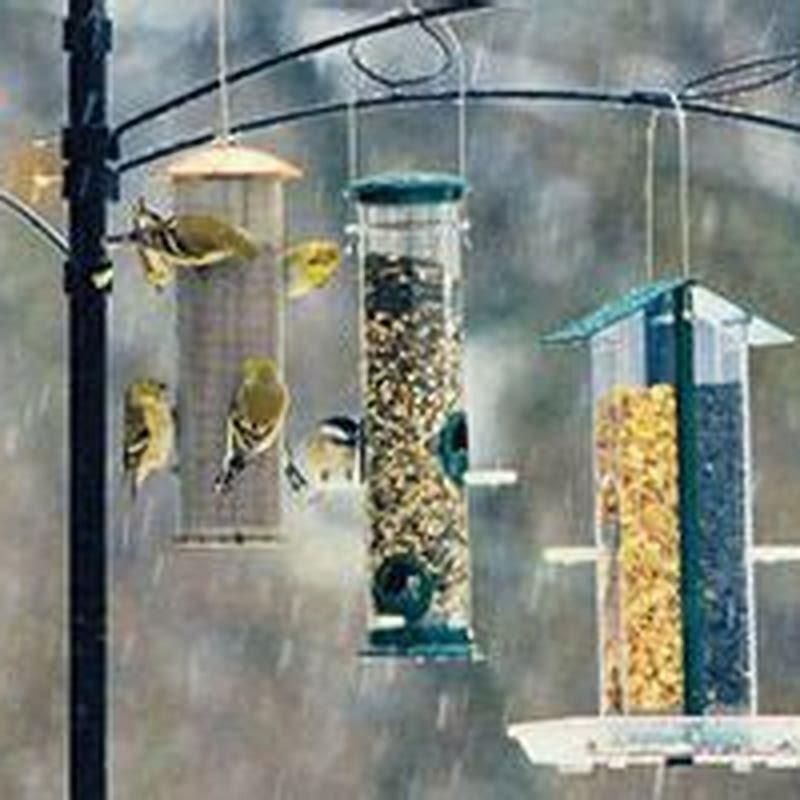 Can birds survive without bird feeders?