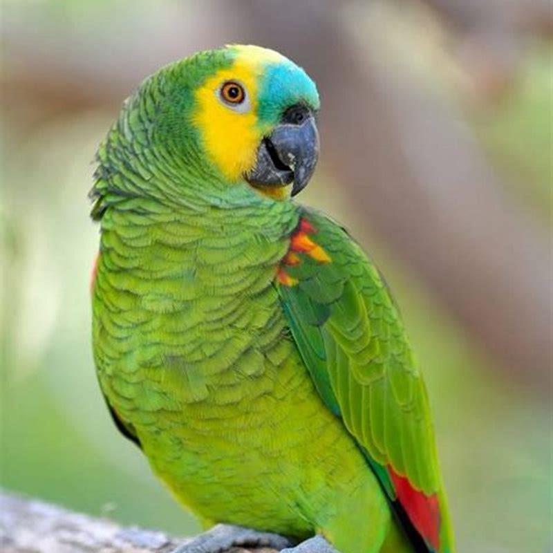 Can blue-fronted Amazons talk?