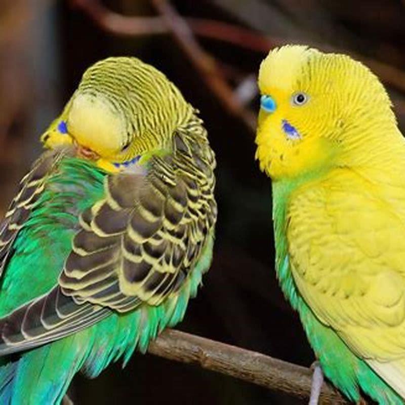 Can budgerigars talk? - DIY Seattle