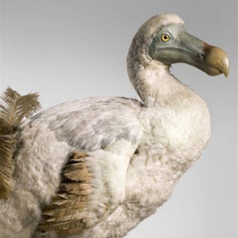 Can dodo birds still be alive?