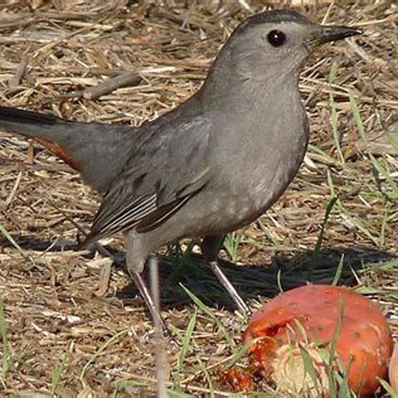 Can garden birds eat cherries? - DIY Seattle