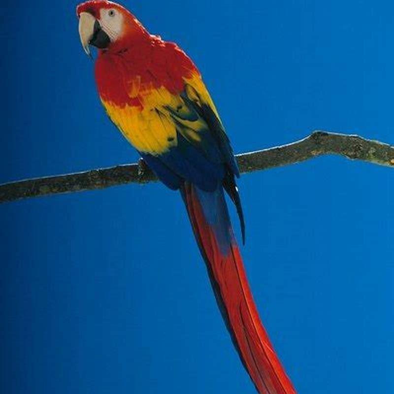 Can pet parrots live outside?