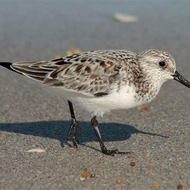 Can Sanderlings fly?