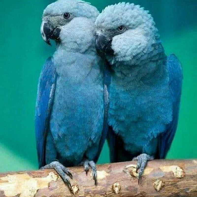 Can Spix macaws be kept as pets?