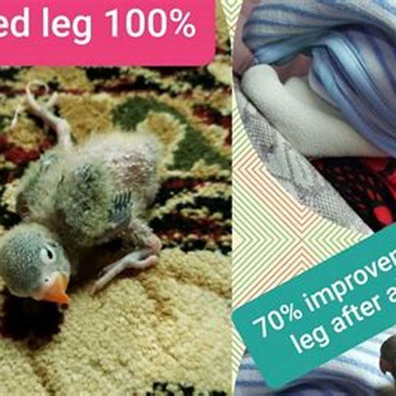 Can splayed leg fix itself?