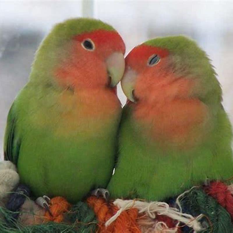 Can we pet love birds?
