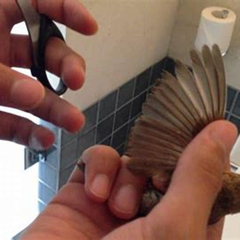 Can you clip a bird’s wings at home?