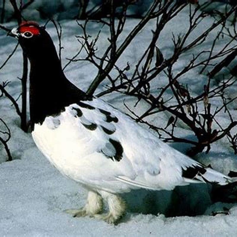 Can you eat willow ptarmigan?