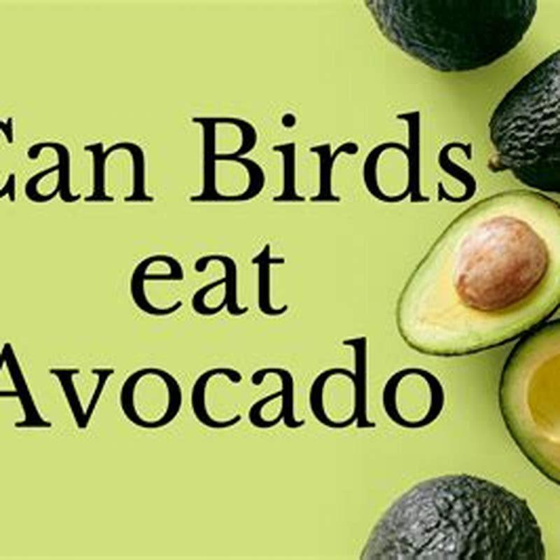 Can You Feed Birds Avocado DIY Seattle